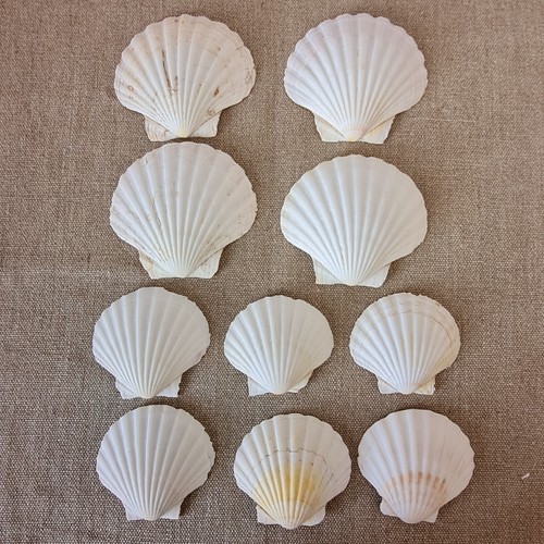 Natural clam sea shells 10 - x,