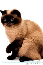 Exotic Shorthair Cat