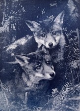 Fox cubs 1911 by naturalist