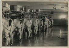 Dairy Farm Milking Parlour Perthshire Scotland c1950s Photo 