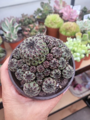 Sulcorebutia rauschii - sulcorebutia,