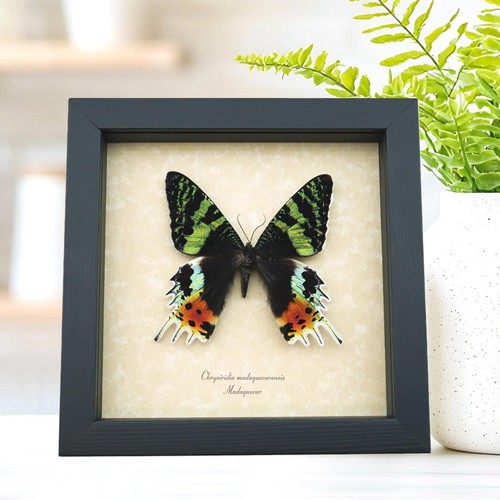 Sunset moth urania rhipheus - moth,