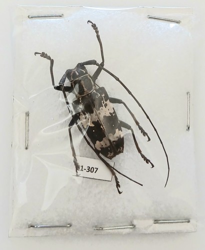 Epepeotes species longhorn - epepeotes,