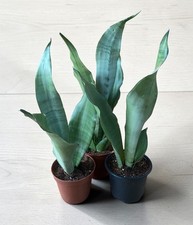 Sansevieria Trifasciata