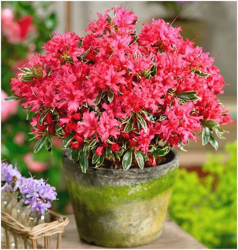 Dwarf japanese azalea japonica - japanese,