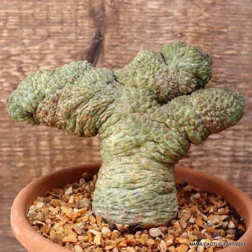 Rare trichocaulon - m1,