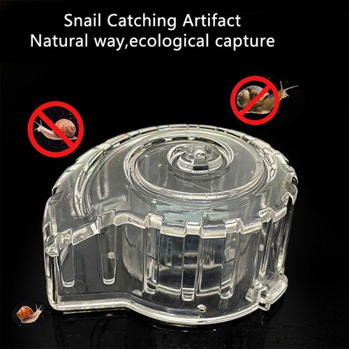 Snail catcher aquarium fish - snail,