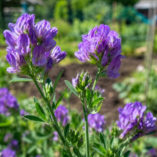 100 lucerne alfalfa - 100, green
