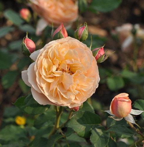 Rosa eveline wild - 'eveline, wild'