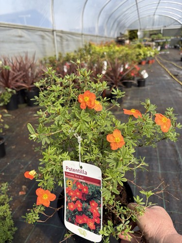 Potentilla red ace - red, 2l