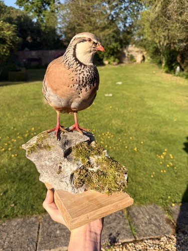 Taxidermy red legged partridge - taxidermy,