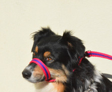 Figure of 8 dog head collar