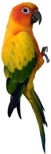 Wild Bird SUN CONURE Parrot