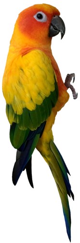 Wild bird sun conure parrot - wild,