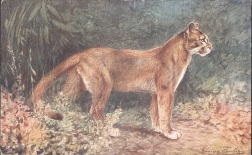 Vintage puma mountain - vintage, lion