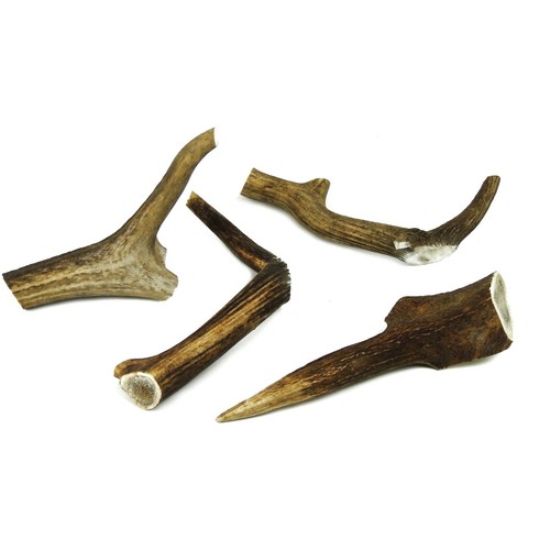 Premium xxl deer - xxl, antler