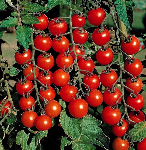 Tomato cherry piccolo - 3x,