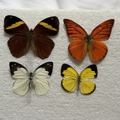 Entomology butterfly specimen - butterfly,