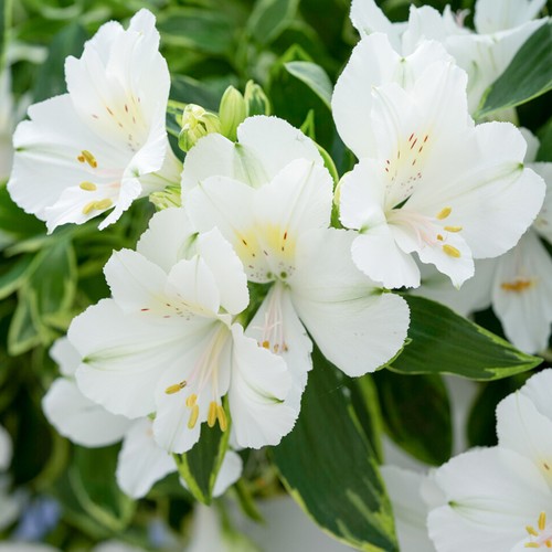 Alstroemeria colorita claressa - alstroemeria,