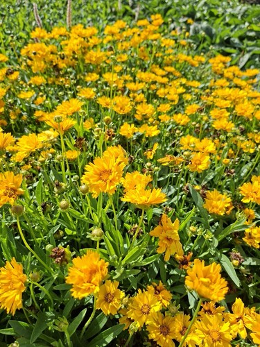 Coreopsis illico large - coreopsis, ‘illico’
