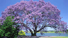 Paulownia fortunei (Empress