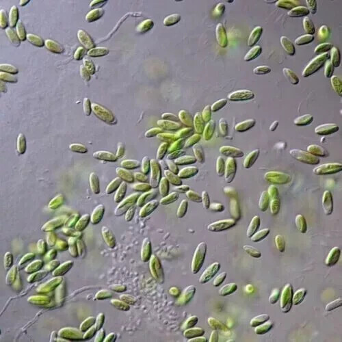 Paramecium culture premium - culture, –