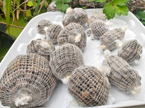 Pre filled carp fish - pre,