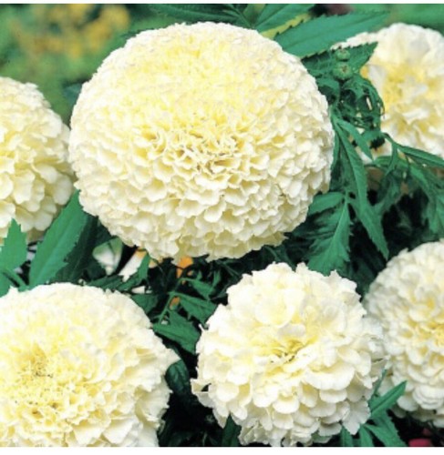 Tagetes erecta - 30,