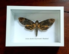 Death's Head Hawk Moth Asia