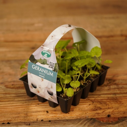 Plug plants geranium white - plants,