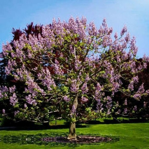 Royal empress tree seeds - tree,
