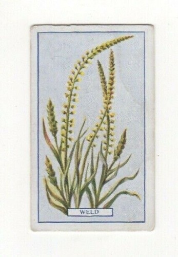 Commercial plants cigarette - commercial,