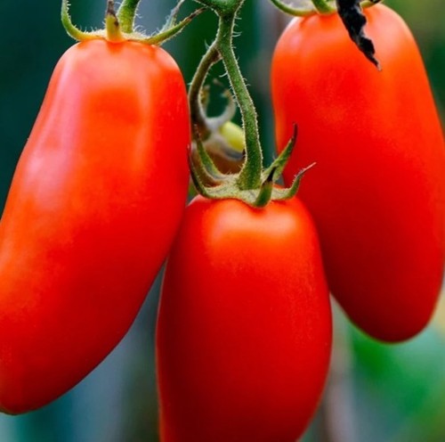 Roma plum tomato - 2, organic
