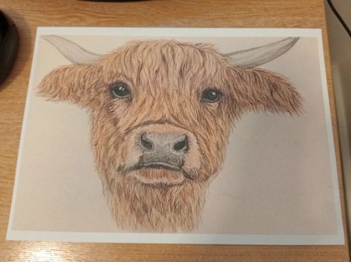 Highland cow copy - cow,