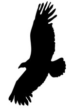 4x  Bird Decals Warning  Stop