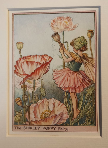 Shirley poppy fairy - shirley,