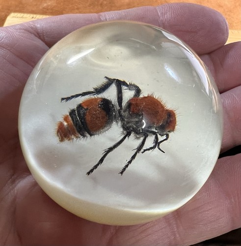 Large wingless wasp cow - large,