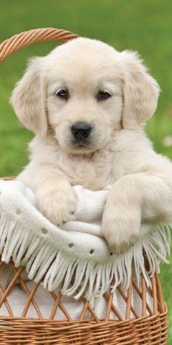 Dog basket animal - animal, print