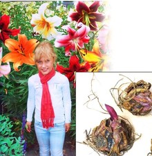 6 Giant Mix Tree Lily Bulb