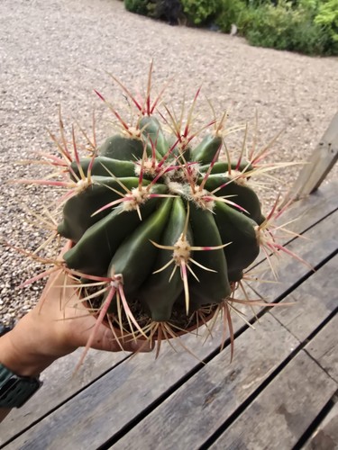 Fire barrel cactus - fire,
