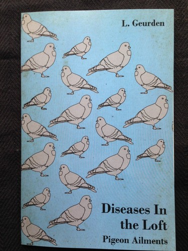 Pigeons pigeon racing homing - pigeons,