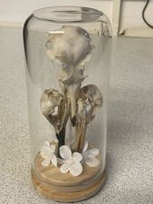 3 Bird Skulls. Gull, Black