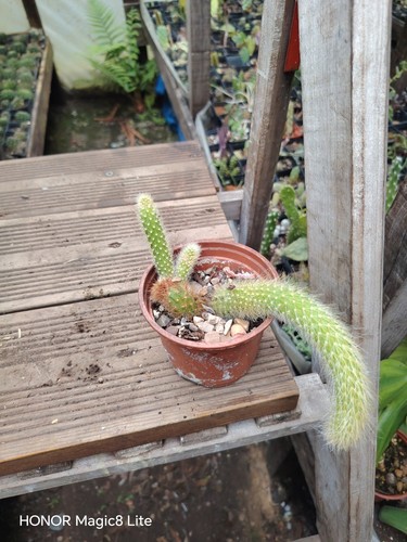 Cleistocactus colademononis - cleistocactus,