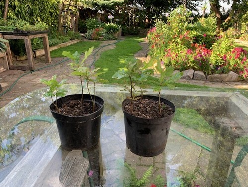 Short year old oak - x,