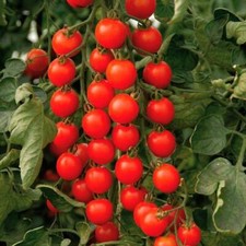 Tomato Cherry Cerise Fresh