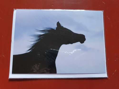 Sunset arabian horse greetings - arabian,
