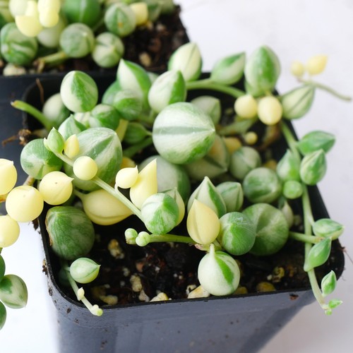 Variegated string pearls - of,