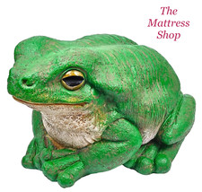 ~❤️~RAINFOREST TREE FROG