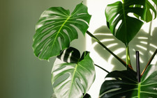 12+ Monstera Albo Cutted For