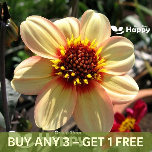 Dahlia variabilis dwarf single - dahlia,